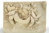 Fossil Crab (Potamon) Preserved in Travertine - Turkey #242888-2